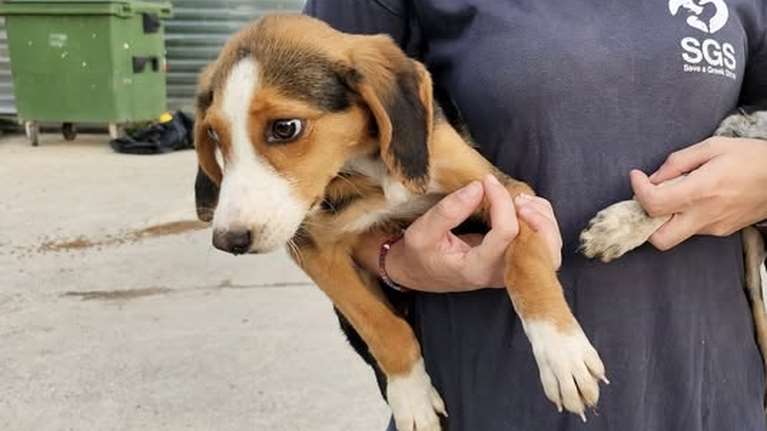 Η Μυρτώ είναι ένα σκυλάκι με τρυφερή ψυχή και τρυφερό πρόσωπο - Eυαίσθητη, λίγο φοβισμένη και διστακτική