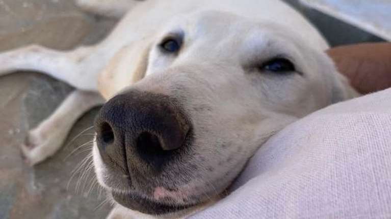 Η Λούσι είναι ένας θησαυρός, έχει ανάγκη το δικό της σπίτι και την παντοτινή αγάπη