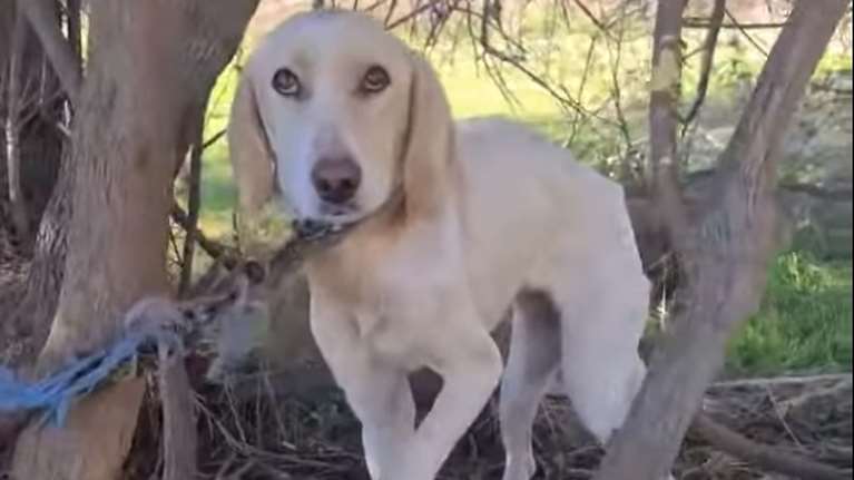 Αδίστακτοι: Αλυσόδεσαν σκυλίτσα σε δέντρο και την άφησαν να πεθάνει - Βρέθηκε σκελετωμένη, χωρίς τροφή και νερό [βίντεο]