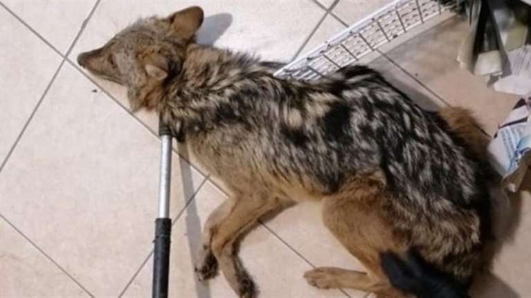 Θεσσαλονίκη: Τραυματισμένο τσακάλι μπήκε μέσα σε... βιβλιοπωλείο στο κέντρο της πόλης [εικόνες]