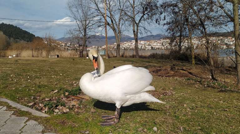 Κύκνος στην Καστοριά περιμένει το ταίρι του που πέθανε έξω από το κέντρο περίθαλψης- Τον απομάκρυναν και επέστρεψε