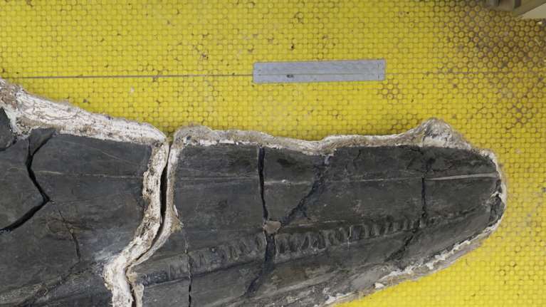 Ανακαλύφθηκε το κρανίο τεράστιου θαλάσσιου τέρατος που ζούσε την εποχή των δεινοσαύρων [εικόνα]