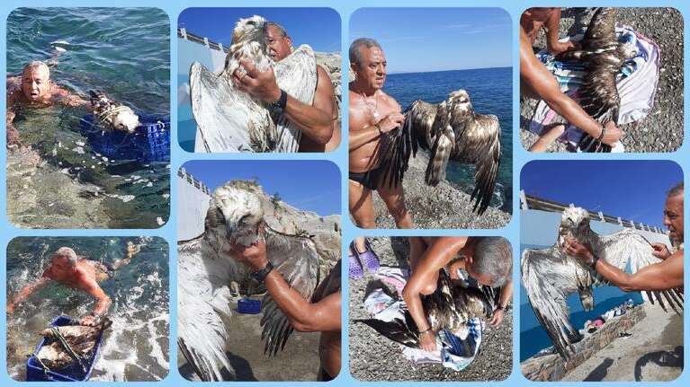 Κρήτη: Καρέ - καρέ η διάσωση ενός πετρογέρακα από τα παγωμένα νερά [εικόνες]