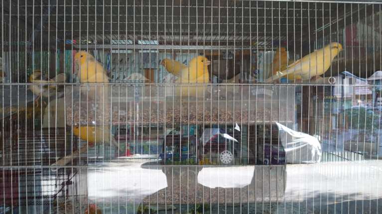 Καναρίνια σαλονιού: Η πιο... μελωδική συντροφιά για το lockdown - Πόσο κοστίζουν, τι χρειάζονται