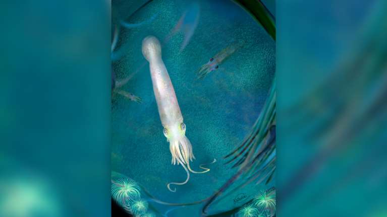 Πρόγονος του χταποδιού με δέκα πλοκάμια που ζούσε πριν 328 εκατομμύρια χρόνια βαφτίστηκε... Μπάιντεν