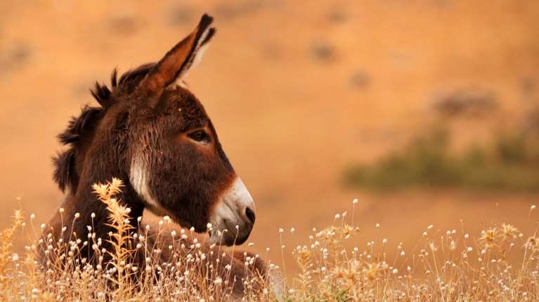 Αγριος βασανισμός γαϊδάρου στη Νάξο: Έδεσε με σύρμα τα αυτιά με τη γλώσσα του ζώου για να εκδικηθεί το γείτονά του