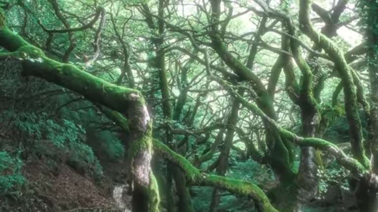 Το μυστηριώδες δάσος της Ελλάδας με τα χιλιάδες βότανα και τα δέντρα... χορεύουν [βίντεο]