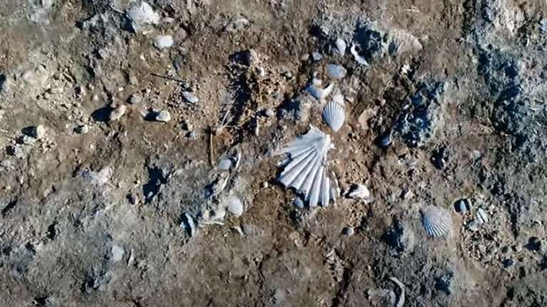 Σπάνια ανακάλυψη: Χιλιάδες απολιθωμένα κοχύλια εκατομμυρίων ετών σε χωματόδρομο στην Πελοπόννησο [βίντεο]