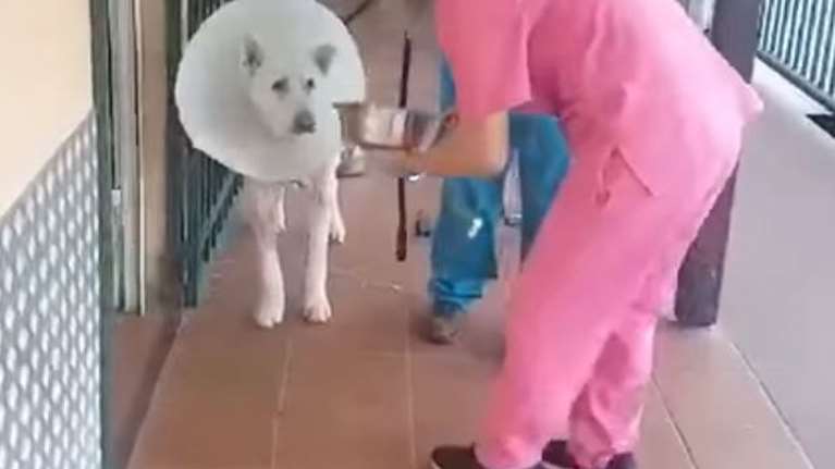 Την πρώτη του βόλτα έκανε ο Εκτορας, το σκυλάκι που κακοποιήθηκε από τον καθηγητή στη Νίκαια [βίντεο]