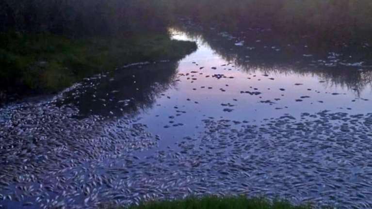 Εικόνες σοκ στη Ροδόπη: Χιλιάδες νεκρά ψάρια στη λίμνη Ισμαρίδα και στον ποταμό Κομψάτο [βίντεο]