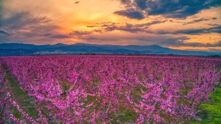 Σαν πίνακας ζωγραφικής: Η απέραντη ροζ &quot;θάλασσα&quot; στον κάμπο Ημαθίας από τις ανθισμένες ροδακινιές
