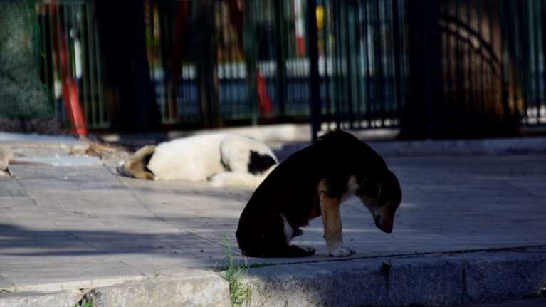Κακοποίηση ζώων: 140 συλλήψεις σε ένα πεντάμηνο - Συγγνώμη με καθυστέρηση για το γατάκι στην Αιδηψώ