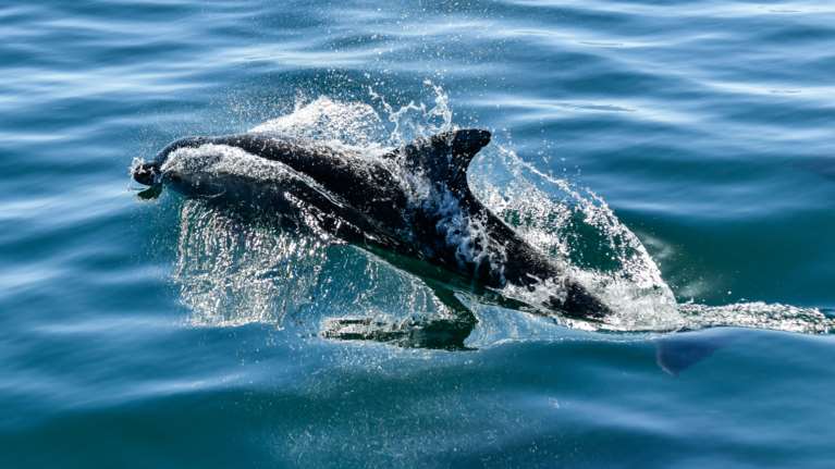 Viral τα δελφίνια που &quot;χορεύουν&quot; στον Θερμαϊκό [βίντεο]