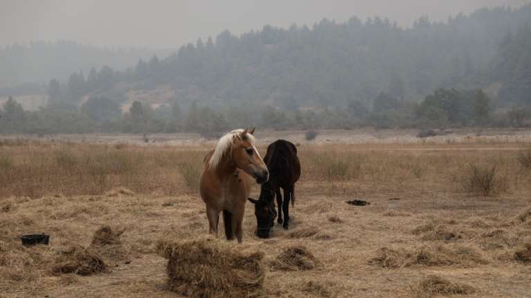 Ομόφωνα ένοχος ο ιδιοκτήτης του χώρου με τα κακοποιημένα άλογα στον Ασπρόπυργο