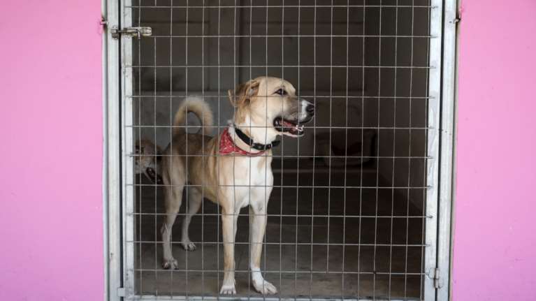 Φρίκη στις Σέρρες: Ηλικιωμένος έδεσε σκύλο στο αγροτικό και τον έσερνε από τον λαιμό