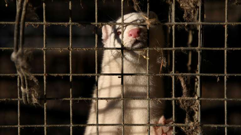 Μηδενική η διασπορά κορονοϊού σε φάρμες βιζόν στη Δυτική Μακεδονία - Νέα τεστ