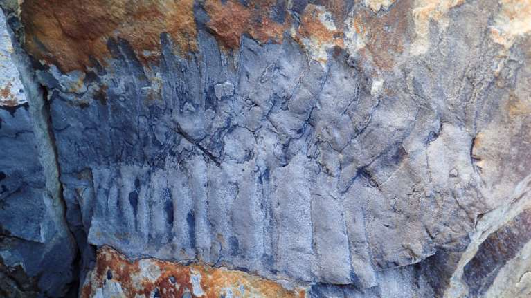 Βρετανία: Ανακαλύφθηκε γιγάντιο απολίθωμα σαρανταποδαρούσας - Μεγάλη σαν αυτοκίνητο [εικόνα]