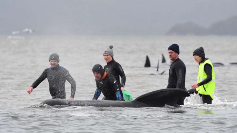 Τασμανία: Σοκ με νεκρές 380 φάλαινες - πιλότους που έχασαν τον δρόμο τους [συγκλονιστικές εικόνες]