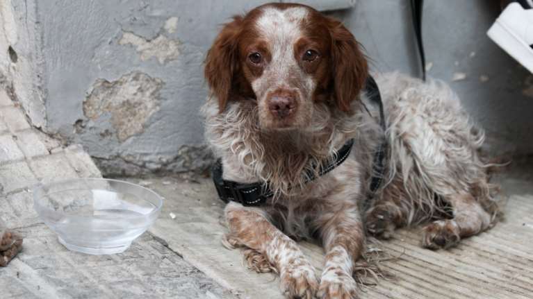 Ηράκλειο: Τα &quot;γυρίζει&quot; ξαφνικά ο κτηνοτρόφος που εκτέλεσε εν ψυχρώ σκύλο - &quot;Δεν το έκανα εγώ&quot;