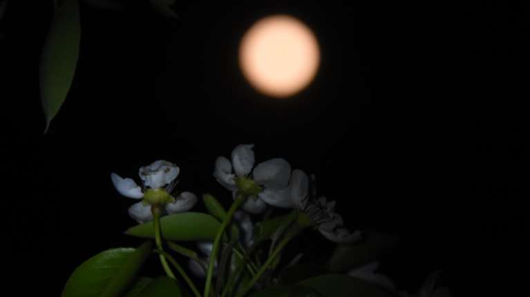 Ροζ Φεγγάρι: Απόψε και αύριο η πρώτη υπερπανσέληνος του 2021 - Πιο κοντά στη Γη