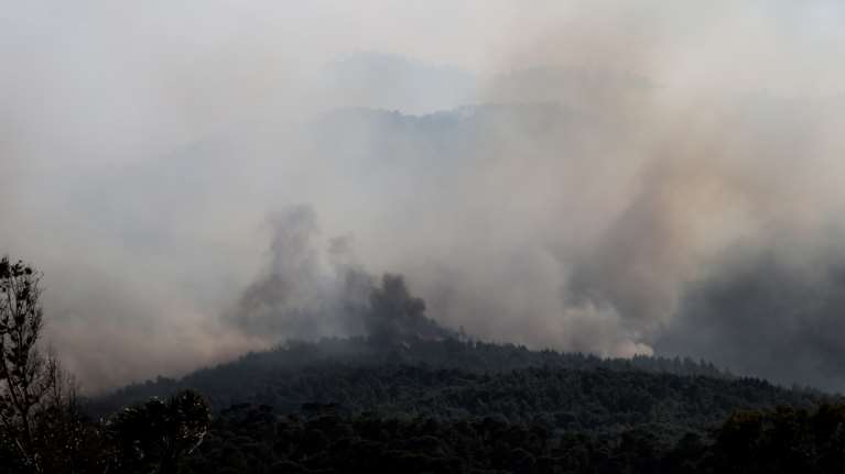 Ο κύκλος των καμένων δασών: Οι ειδικοί εξηγούν πώς να αποφύγουμε τις καταστροφικές πυρκαγιές