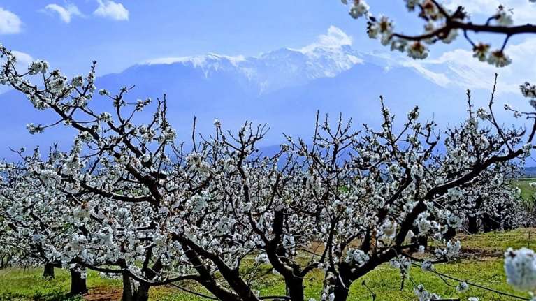 Πιερία - Ανθισμένες κερασιές: Ενα λευκό απέραντο τοπίο στην εξοχή [εικόνες]