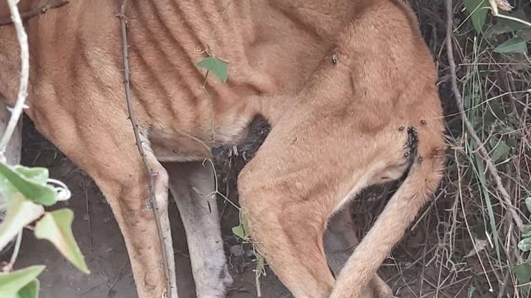 Φρίκη: Κρέμασαν ζωντανό σκύλο - Ηταν σκελετωμένος [εικόνες]
