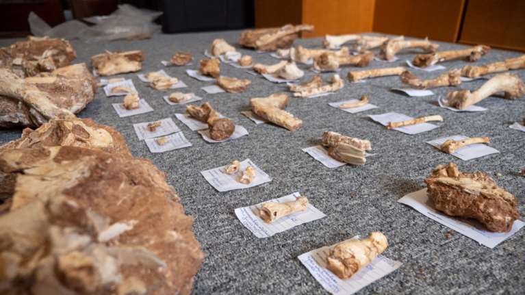 Το &quot;Τζουράσικ Παρκ&quot; της Μυτιλήνης: Στο φως απολιθωμένα οστά ζώων που έζησαν πριν από 2 εκατ. χρόνια [εικόνες]