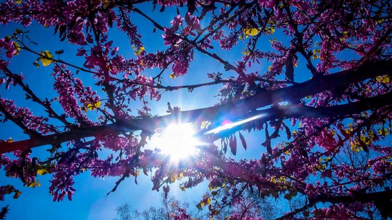 Ο... Φλεβάρης κι αν φλεβίσει: Ανοιξιάτικος καιρός με 20άρια σήμερα