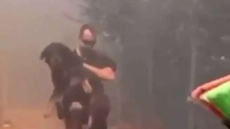 Φωτιά στην Αττική: Αστυνομικοί διασώζουν σκύλο που κινδύνευε να καεί ζωντανός και ηλικιωμένο σε αναπηρικό καροτσάκι [βίντεο]