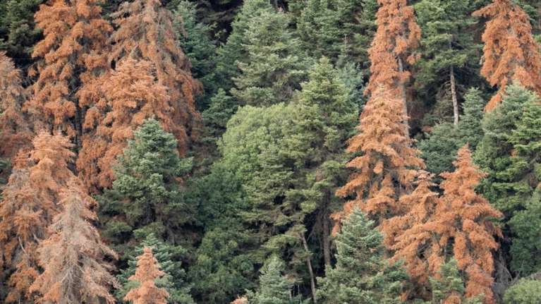 Πεθαίνουν τα δάση στην Πελοπόννησο: Μεγάλη έρευνα του Guardian για τα ελληνικά ελατοδάση που χάνονται