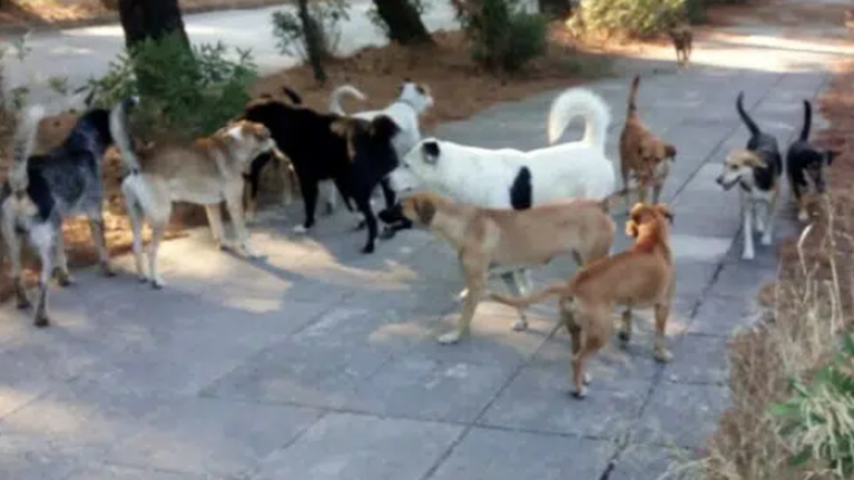 Πανεπιστημιούπολη Πάτρας: Αδέσποτα έστειλαν στο νοσοκομείο φοιτητή – Τρεις επιθέσεις σε μια ημέρα