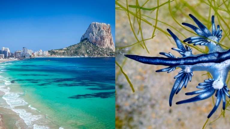 Συναγερμός στην Ισπανία: Κλείνουν 11 χιλιόμετρα δημοφιλούς παραλίας λόγω εισβολής &quot;μπλε δράκων&quot;