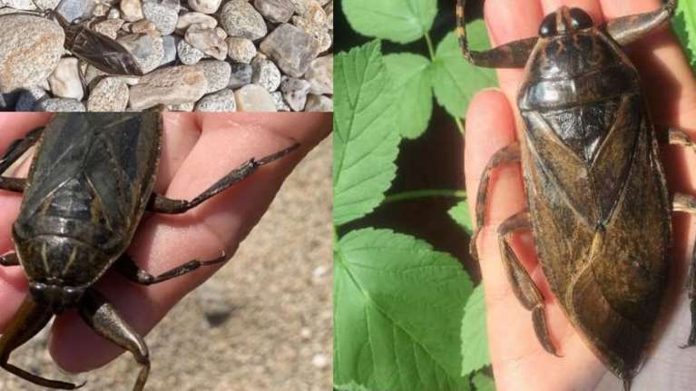 Λιθόκερος: Συχνός &quot;επισκέπτης&quot; της Ελλάδας το μεγαλύτερο έντομο της Ευρώπης - Που ζει και πόσο επικίνδυνο είναι;