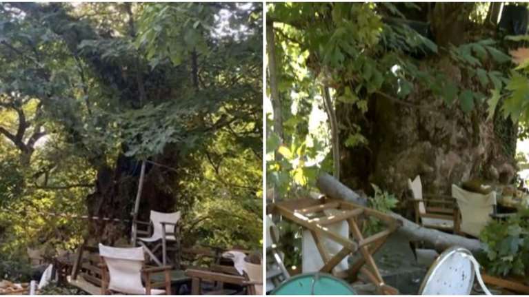 Τραγωδία στο Λιτόχωρο: 10 άτομα χρειάστηκαν για να σηκώσουν τον πλάτανο που καταπλάκωσε την άτυχη 44χρονη [εικόνες - βίντεο]