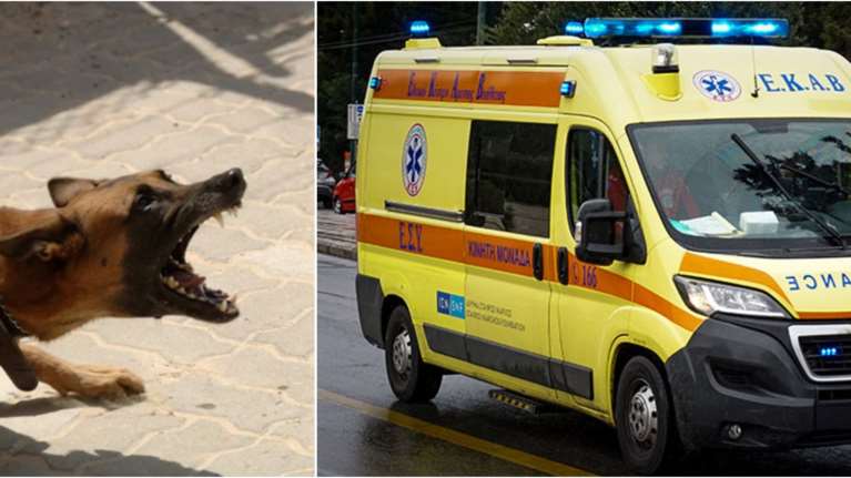 Καματερό: Σε σοκ ο 9χρονος που βγήκε για κάλαντα και δέχθηκε επίθεση από μεγαλόσωμο σκύλο - Εξαφανίστηκε ο ιδιοκτήτης [βίντεο]