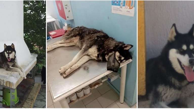 Αράχωβα: &quot;Πολιτική εντολή άνωθεν να κλείσει η υπόθεση του χάσκι&quot;, καταγγέλλει η πρόεδρος της Πανελλήνιας Ομοσπονδίας Νέμεσις