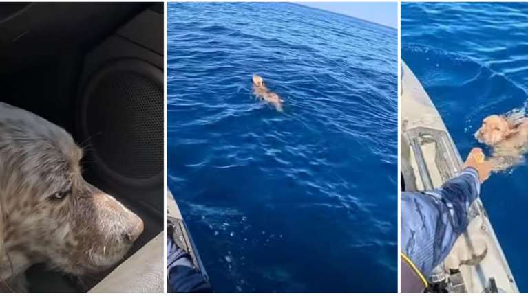 Πάρος: Απίστευτη διάσωση σκύλου μεσοπέλαγα από Έλληνα TikToker με κανό - &quot;Το πέρασα για... φώκια&quot;