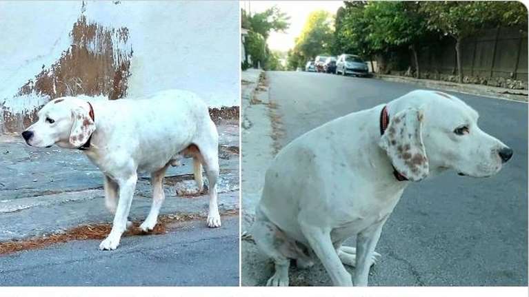 Μπρούνο: Χώρισαν και θεώρησαν ότι σε κανέναν από τους δύο δεν είχε θέση - Έτσι τον εγκατέλειψαν στη... γειτονιά