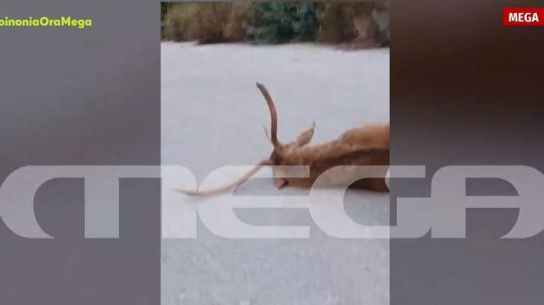 Πάρνηθα: Καταγγελία ότι ελάφι ψυχορραγούσε επί τρεις μέρες στη μέση του δρόμου και το δασαρχείο αδιαφορούσε