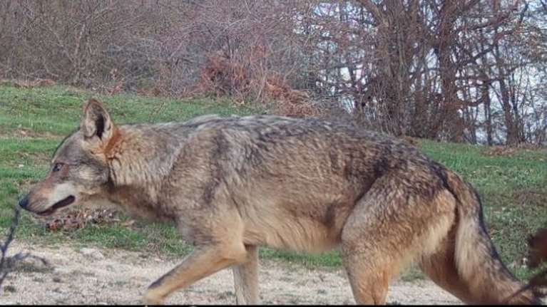 Το πρώτο υβρίδιο λύκου-σκύλου επιβεβαιώθηκε στην Ελλάδα