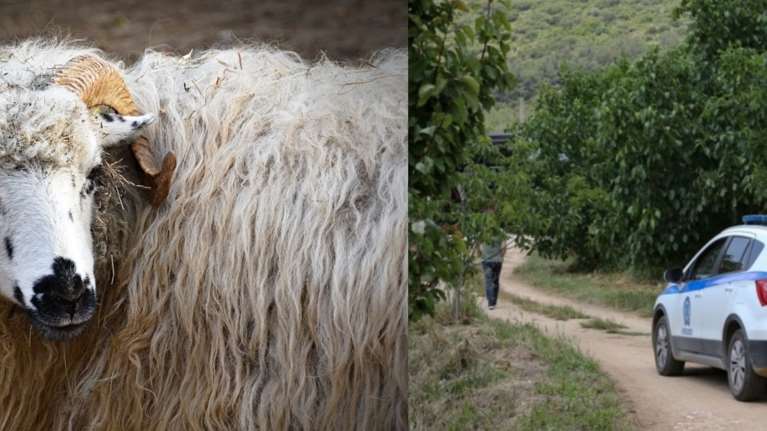 Απίστευτο θρίλερ με τον θάνατο της κτηνοτρόφου στην Καβάλα: Ο &quot;δολοφόνος&quot; ίσως είναι το κριάρι της