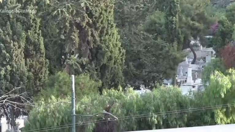 Α’ Νεκροταφείο: Έκοψαν τα δέντρα και οι γύρω πολυκατοικίες έχουν θέα… τάφους [βίντεο]