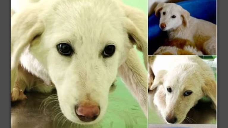 Ο Τουλούζ και η Αμάντα: Τσοπανάκια, με &quot;αίμα&quot; λαμπραντόρ, άσπρα άσπρα σαν αρνάκια