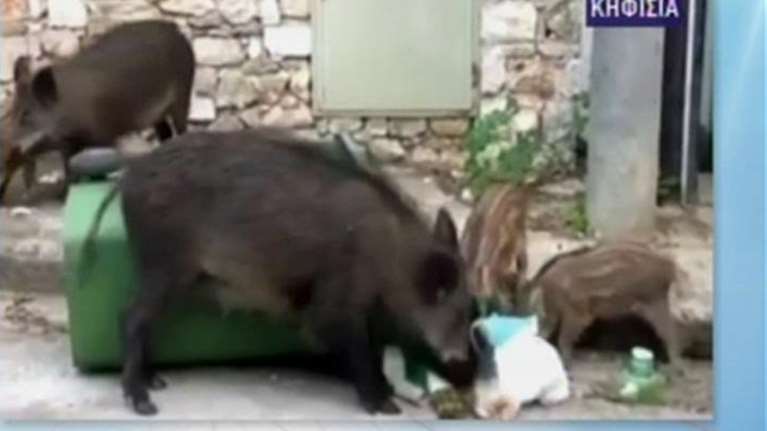 Κηφισιά: Αγριογούρουνο απείλησε μητέρα με μωρό στο καρότσι