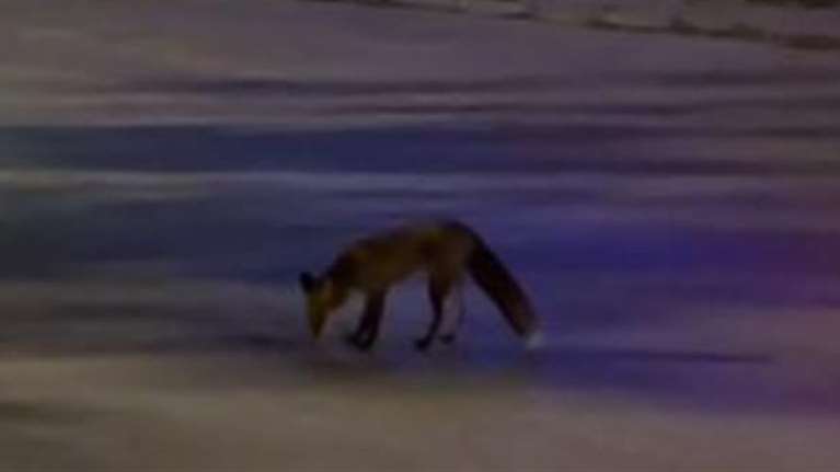 Γλυφάδα: Viral η αλεπού που κόβει βόλτες στη μέση του δρόμου [βίντεο]