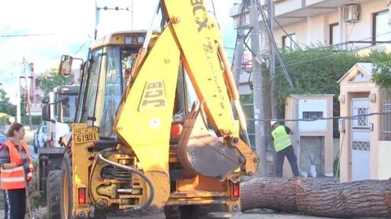 Δέντρο ύψους 15 μέτρων έπεσε σε αυτοκίνητο στην Κηφισιά - Ζημιές και σε μάντρα