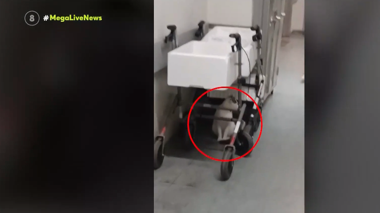 Απίστευτο: Γάτες βολτάρουν ανενόχλητες μέσα σε νοσοκομείο - &quot;Κίνδυνος μετάδοσης μικροβίων&quot; [βίντεο]