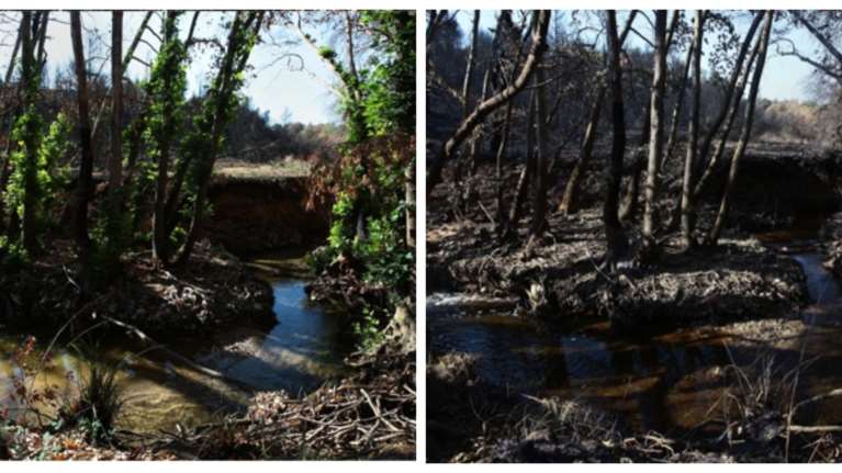 Απίστευτες εικόνες από τη Βαρυμπόμπη: Δύο μήνες μετά τη καταστροφική φωτιά, η φύση ξαναγεννιέται