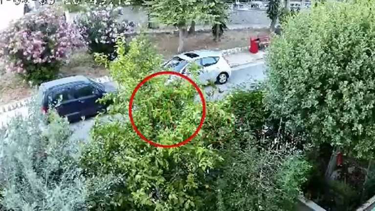 Έγκλημα - Αγία Βαρβάρα: Βίντεο ντοκουμέντο - Η ενέδρα του 75χρονου στην 64χρονη και η φυγή μετά το φονικό [Βίντεο]